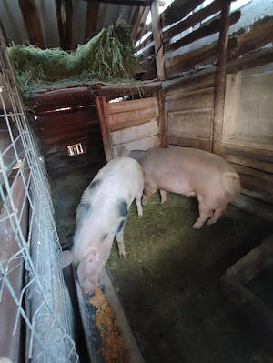 2 Porci 110-130 kg - imagine 4