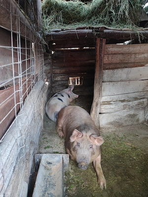 2 Porci 110-130 kg - imagine 3