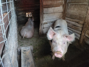 2 Porci 110-130 kg - imagine 2