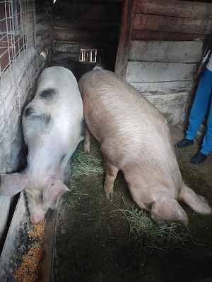 2 Porci 110-130 kg