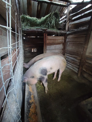 2 Porci 110-130 kg - imagine 5