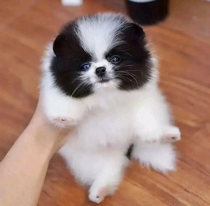 Cățeluș Pomeranian minunat pentru relocare - imagine 2