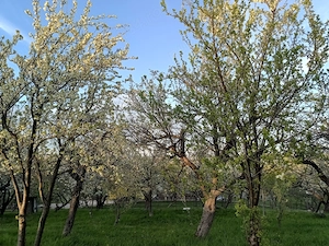 Vând teren in Adâncata, jud. Suceava - imagine 5