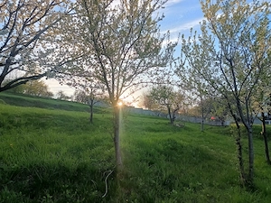 Vând teren in Adâncata, jud. Suceava - imagine 3
