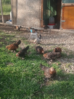 pui mi de flori vand sau scimb
