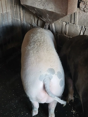 Porc de vanzare - imagine 2