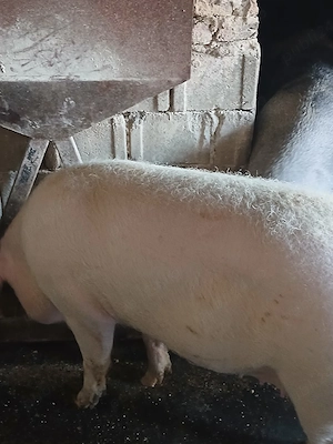 Porc de vanzare - imagine 3
