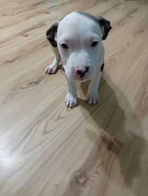 Vând pui Amstaff  - imagine 2