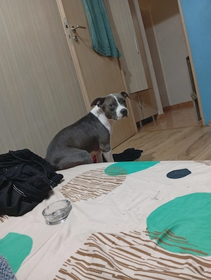 Vând pui Amstaff 
