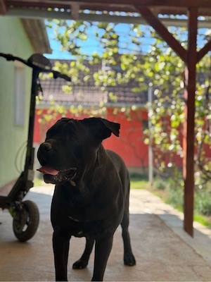 Cane Corso