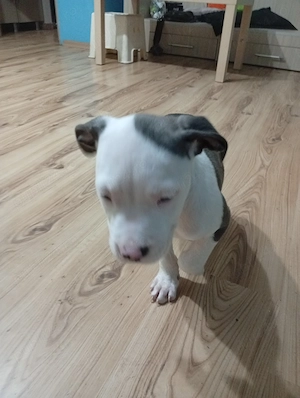 Vând pui Amstaff  - imagine 3