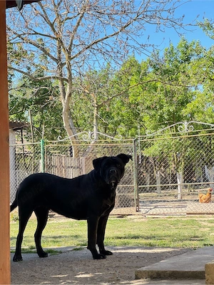 adoptie Cane Corso - imagine 3