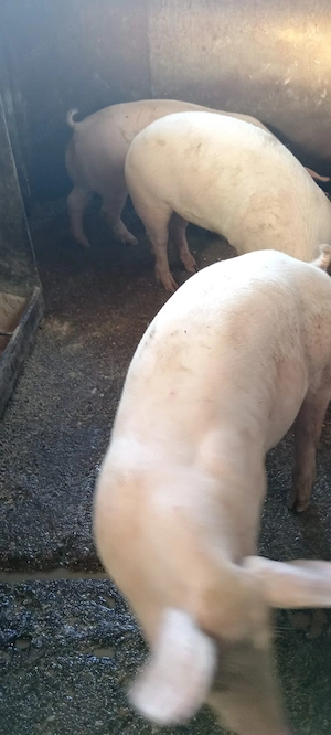 Porci, 65-85 kg