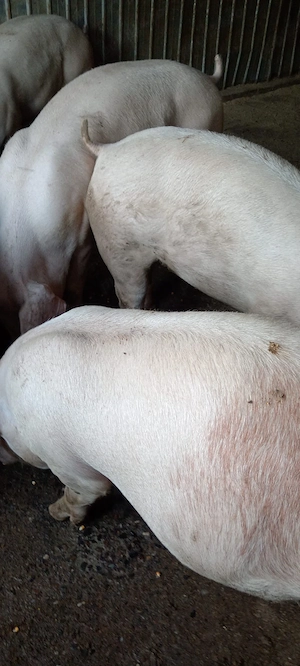 Porci, 110 kg și 65-85 kg - imagine 5