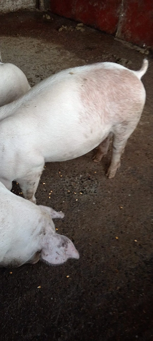 Porci, 110 kg și 65-85 kg - imagine 4