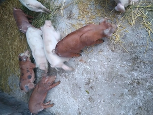 Purcei de vanzare (duroc cu landrace) - imagine 2