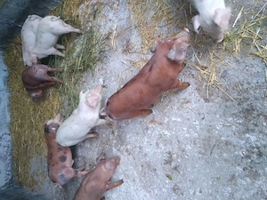 Purcei de vanzare (duroc cu landrace )