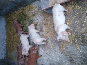 Purcei de vanzare (duroc cu landrace) - imagine 3