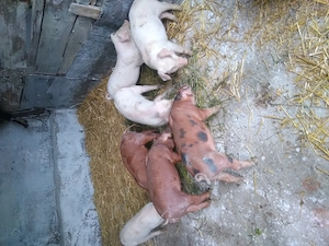 Purcei de vanzare (duroc cu landrace) - imagine 4