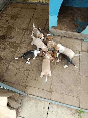 vand cățeluși beagle  - imagine 5