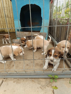 vand cățeluși beagle  - imagine 3