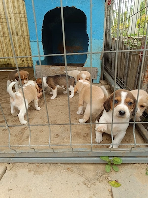 vand cățeluși beagle  - imagine 4