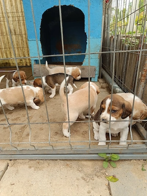 vand cățeluși beagle  - imagine 2