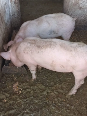 grăsuni de vânzare 