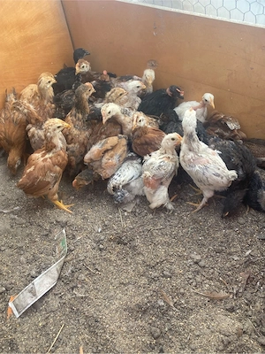 pui de gaina taranesti gaini de casa - imagine 3