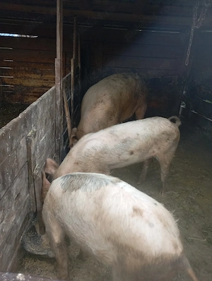 porci de vânzare 