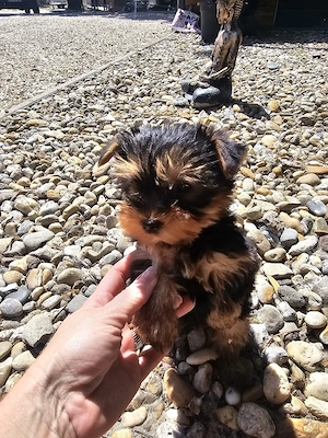 Yorkshire terrier mini toy - imagine 3