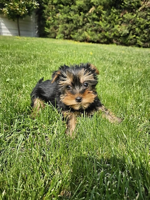 Yorkshire terrier mini toy - imagine 4