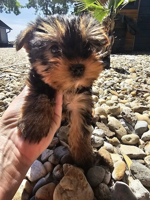 Yorkshire terrier mini toy