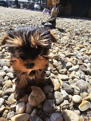 Yorkshire terrier mini toy - imagine 2