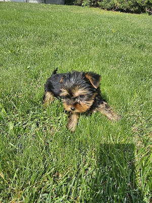 Yorkshire terrier mini toy - imagine 5