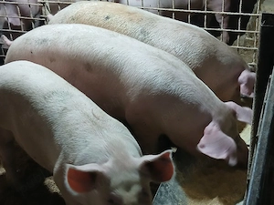 porci de carne 