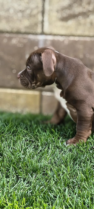 Femela American Bully Pocket  - imagine 4