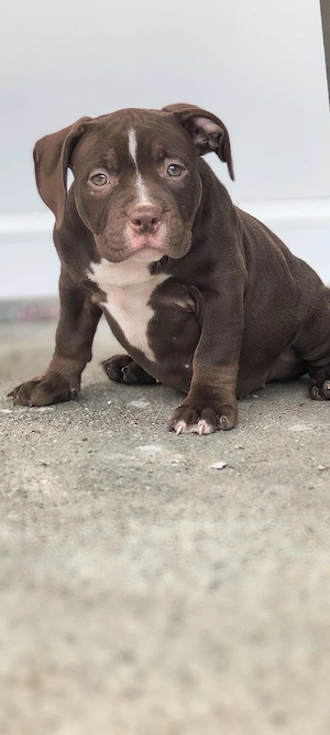 Femela American Bully Pocket  - imagine 2