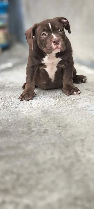 Femela American Bully Pocket  - imagine 3