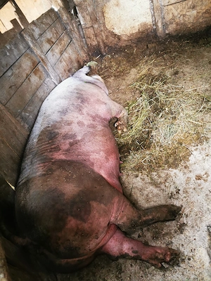 Purcea de vânzare 250 kg - imagine 2
