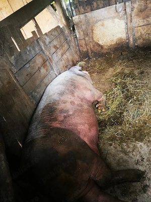 Purcea de vânzare 250 kg - imagine 3