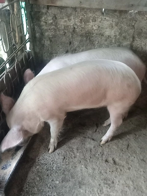 2 porci de vânzare marele alb castrați deparazitați 12 lei kg 