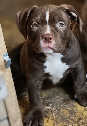 Femela American Bully Pocket  - imagine 5