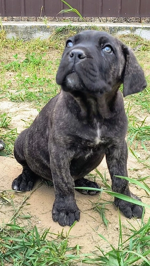 Căței masculi rasa Cane Corso, 2 luni, pedigree, negru tigrat, femela formentino  - imagine 2