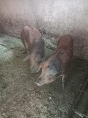 Porci mangalita + mistreț  - imagine 3