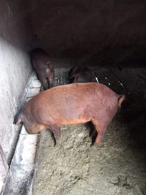 Porci mangalita + mistreț 