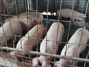 Vand Porci 65 - 90 KG