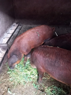 Porci mangalita + mistreț  - imagine 2