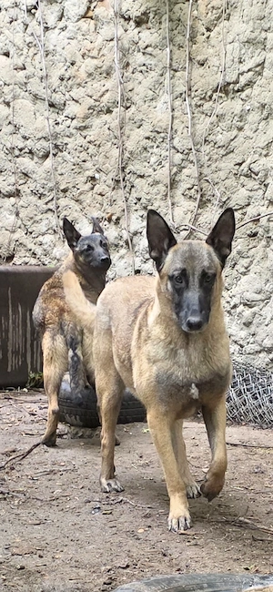 Belgian Malinois  - imagine 4