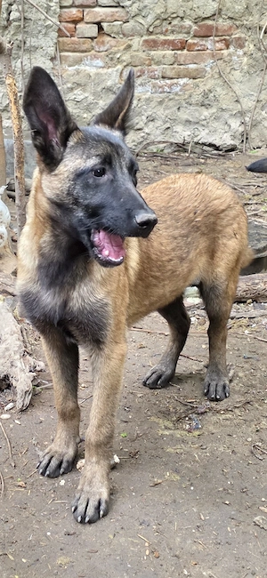 Belgian Malinois  - imagine 3